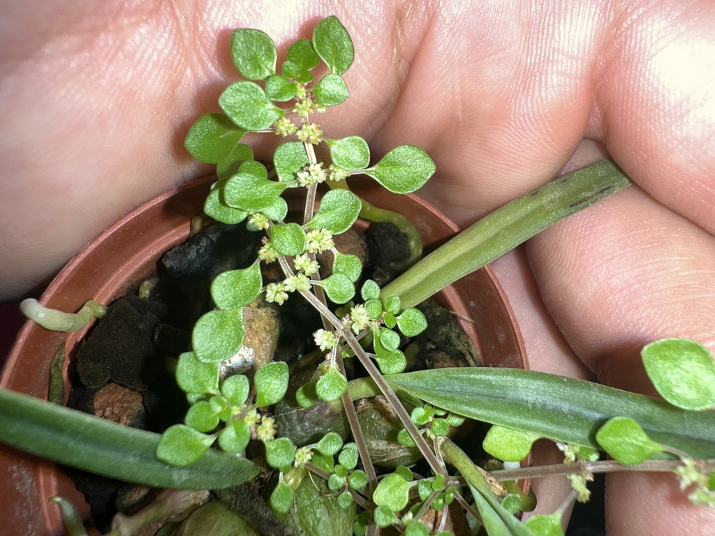 Pilea herniarioides