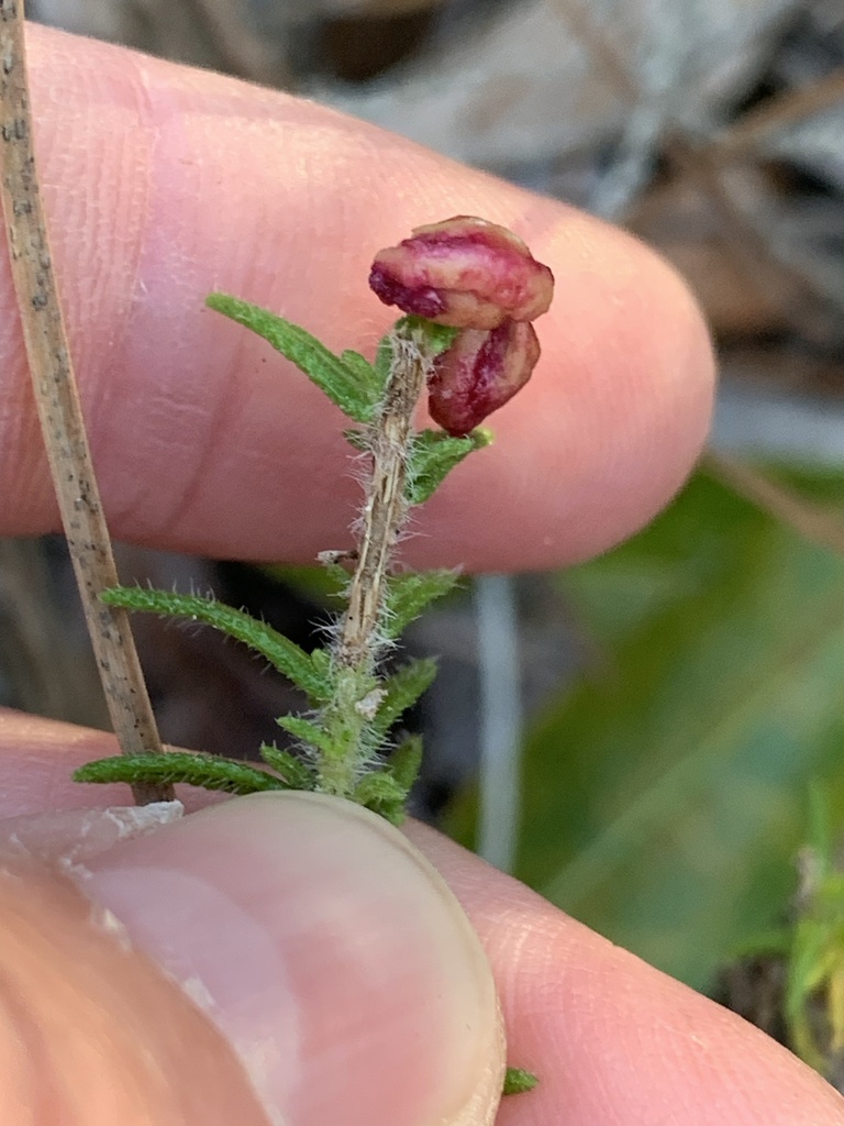 Piloblephis rigida