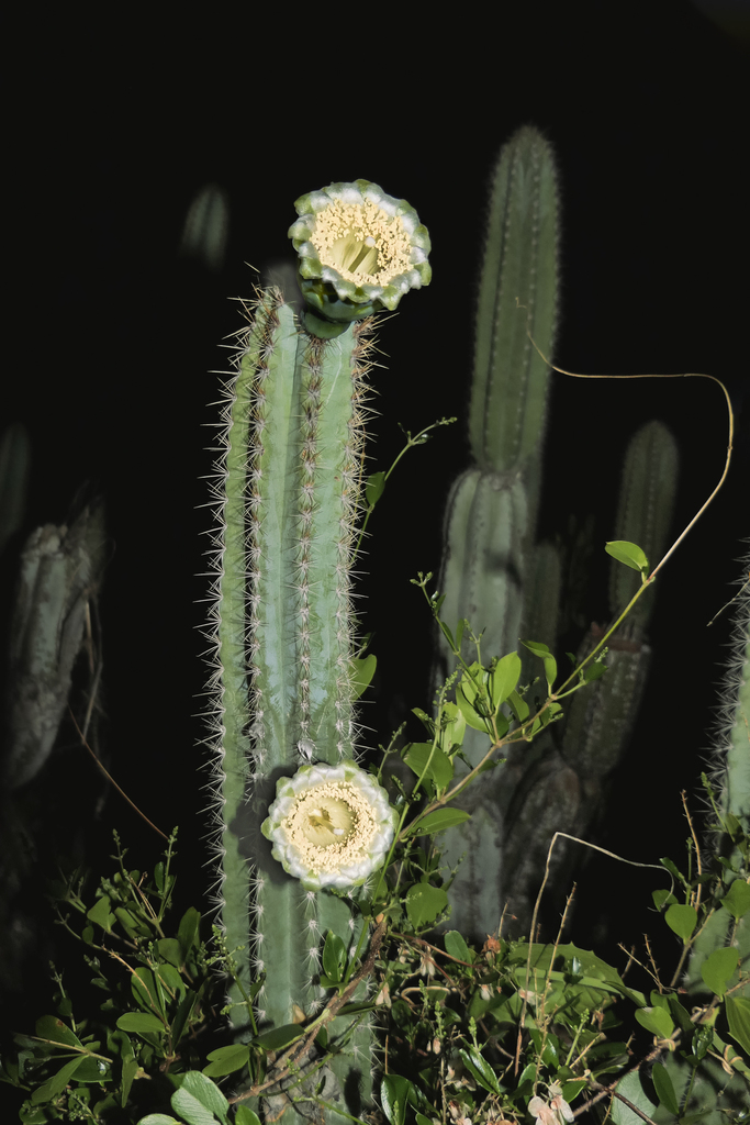 Pilosocereus millspaughii