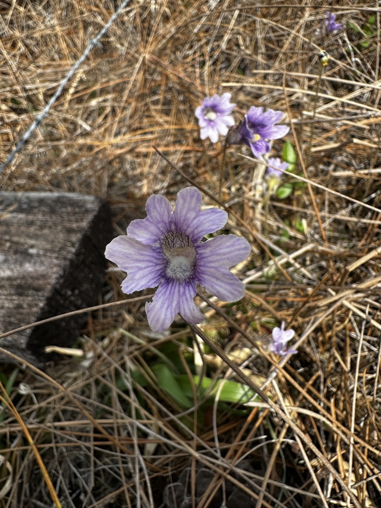 Pinguicula caerulea