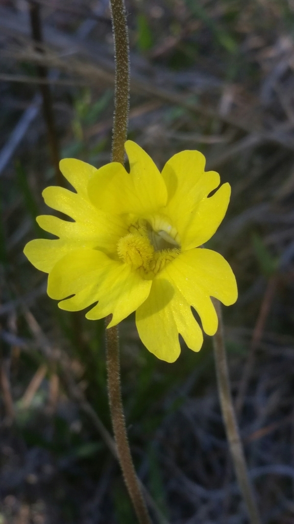 Pinguicula lutea