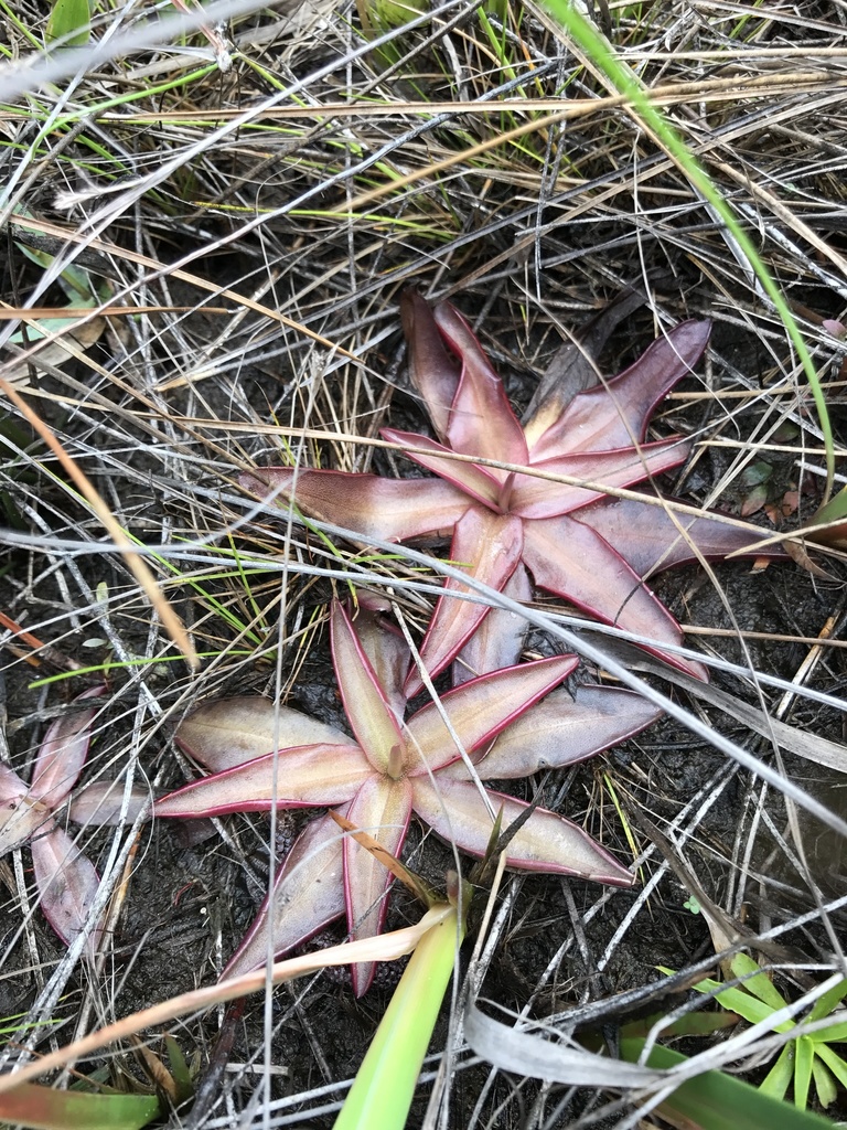 Pinguicula planifolia