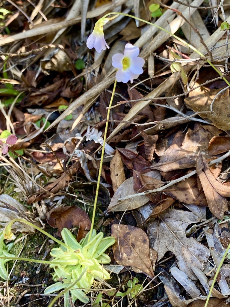 Pinguicula pumila