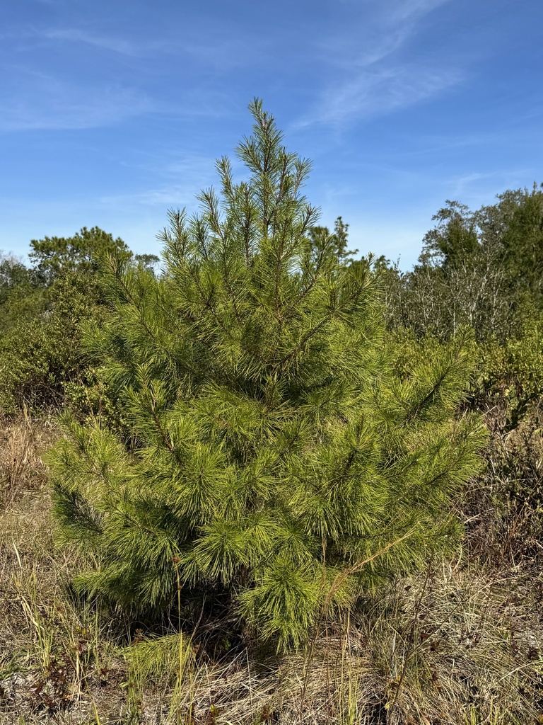 Pinus clausa
