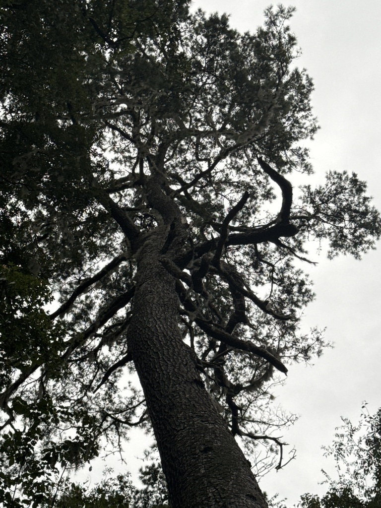 Pinus glabra