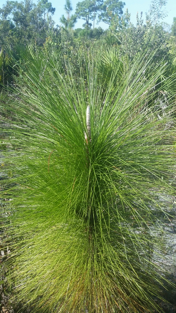 Pinus palustris