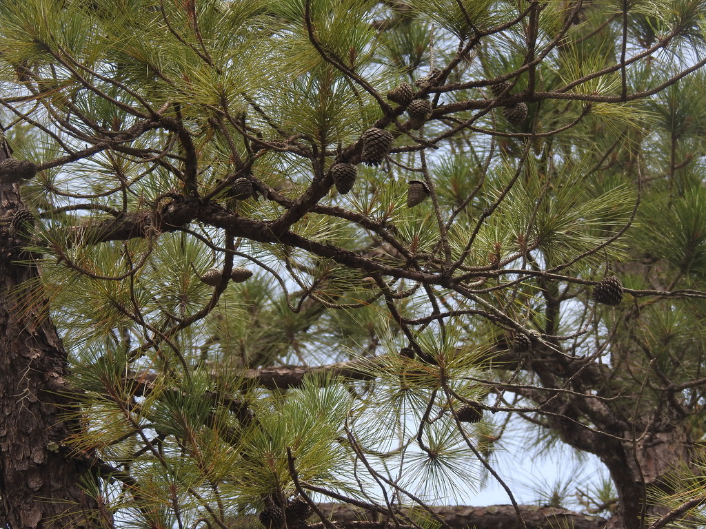 Pinus serotina