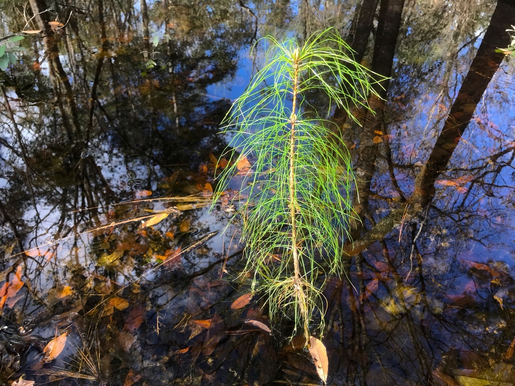 Pinus taeda