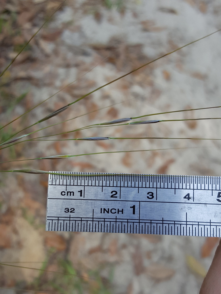 Piptochaetium avenaceum