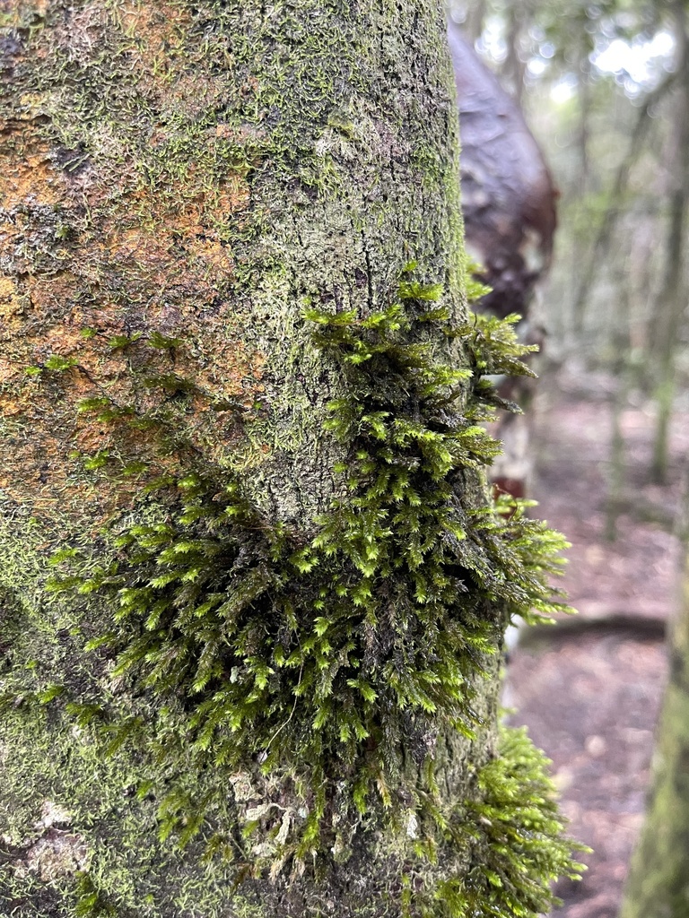 Pireella cymbifolia