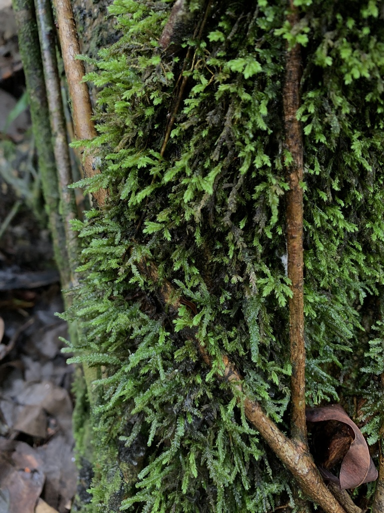 Pireella pohlii