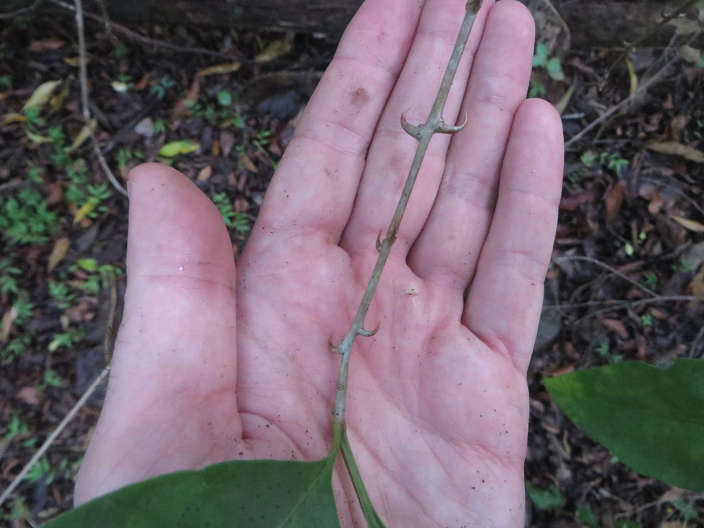 Pisonia aculeata