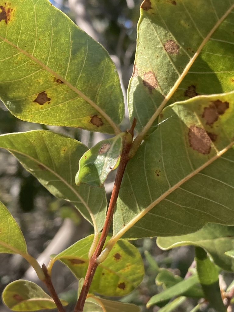 Pisonia rotundata