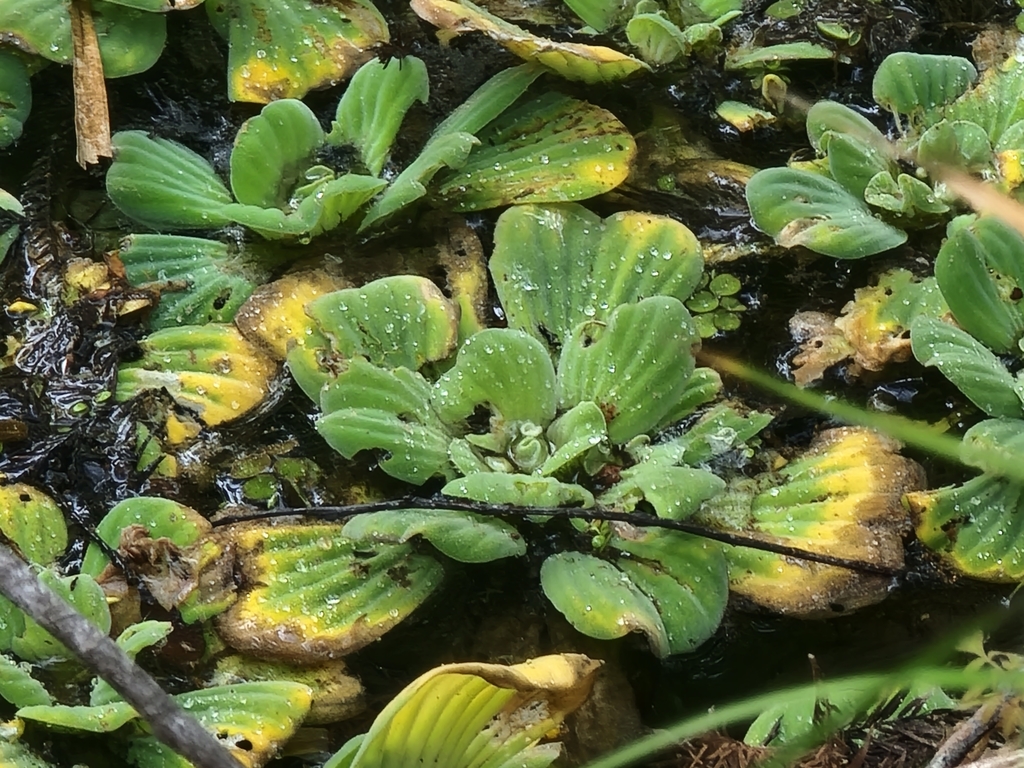 Pistia stratiotes