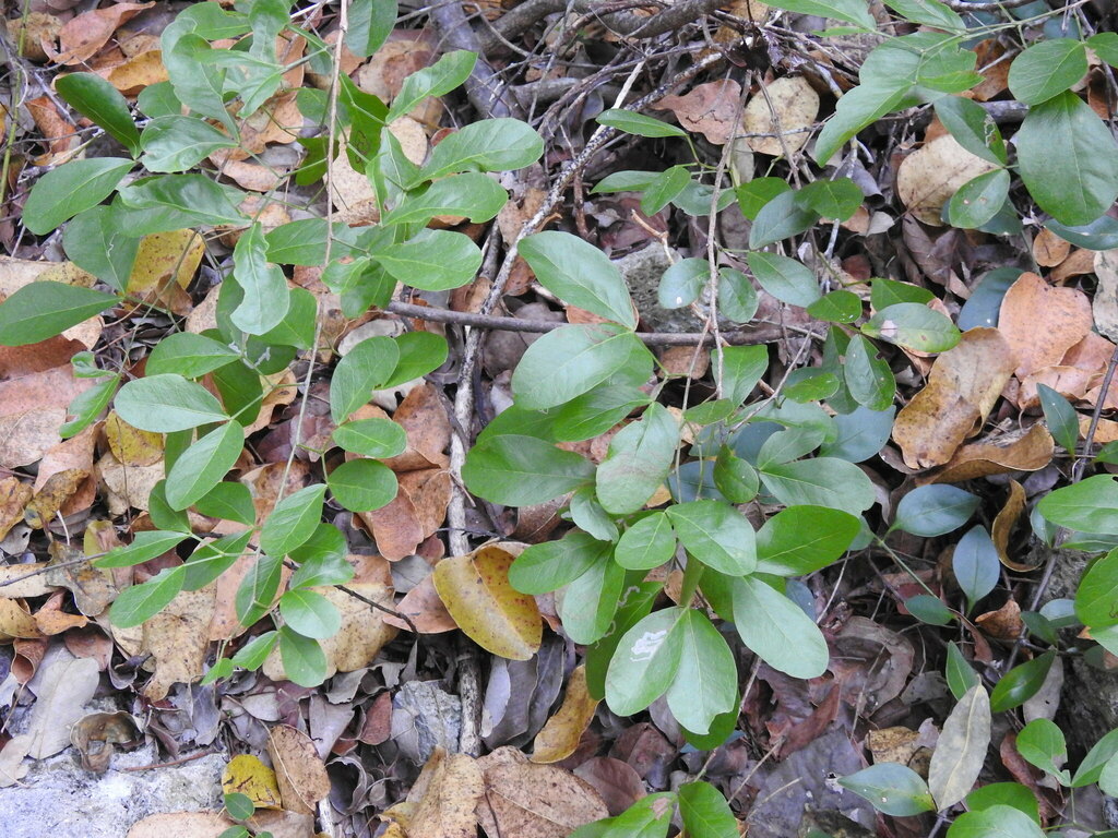 Pithecellobium keyense