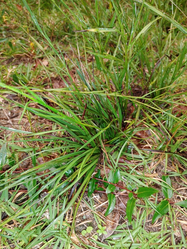 Pityopsis aspera