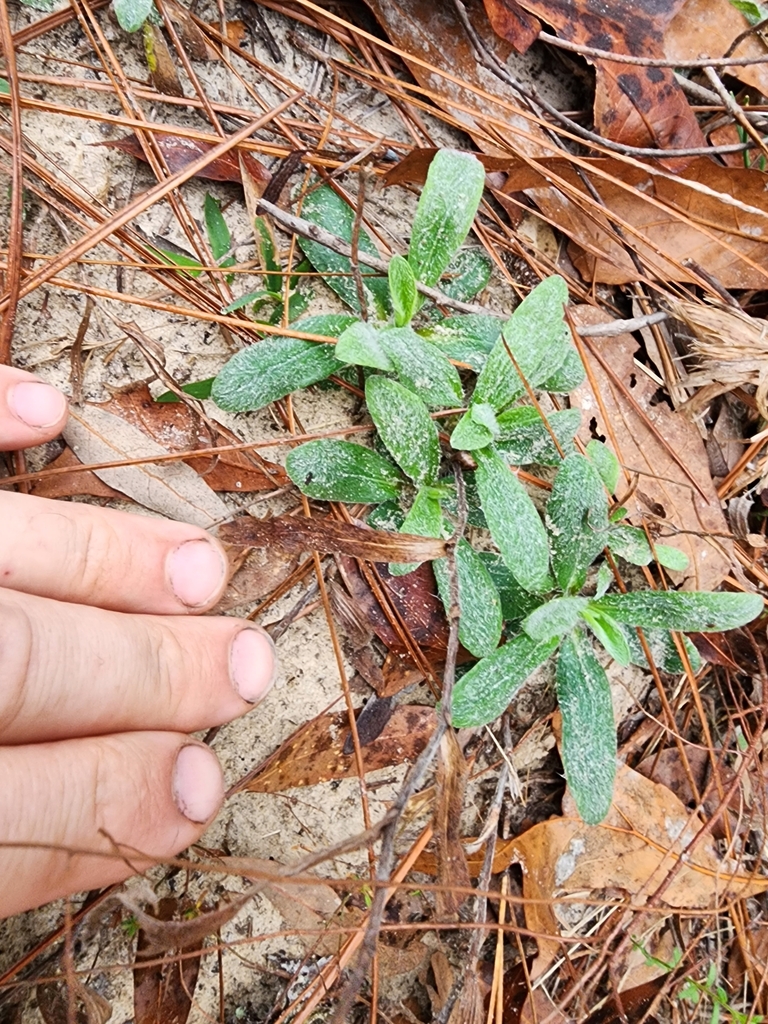 Pityopsis flexuosa