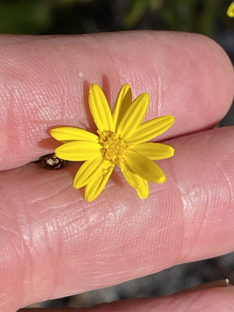 Pityopsis graminifolia