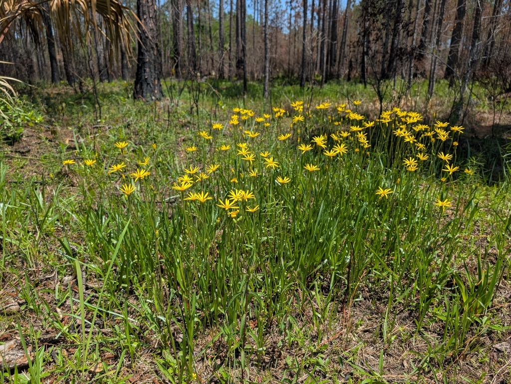 Pityopsis oligantha