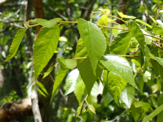 Planera aquatica