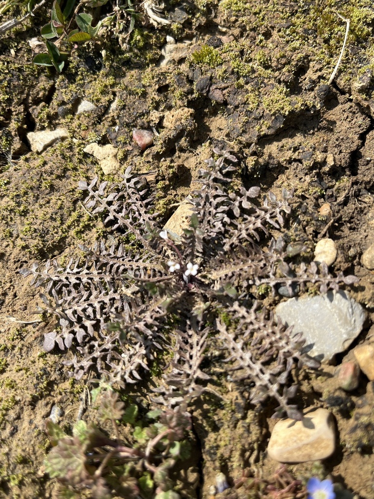 Planodes virginica