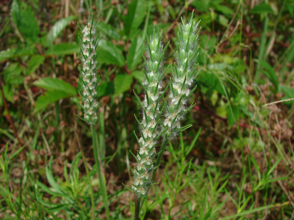 Plantago aristata