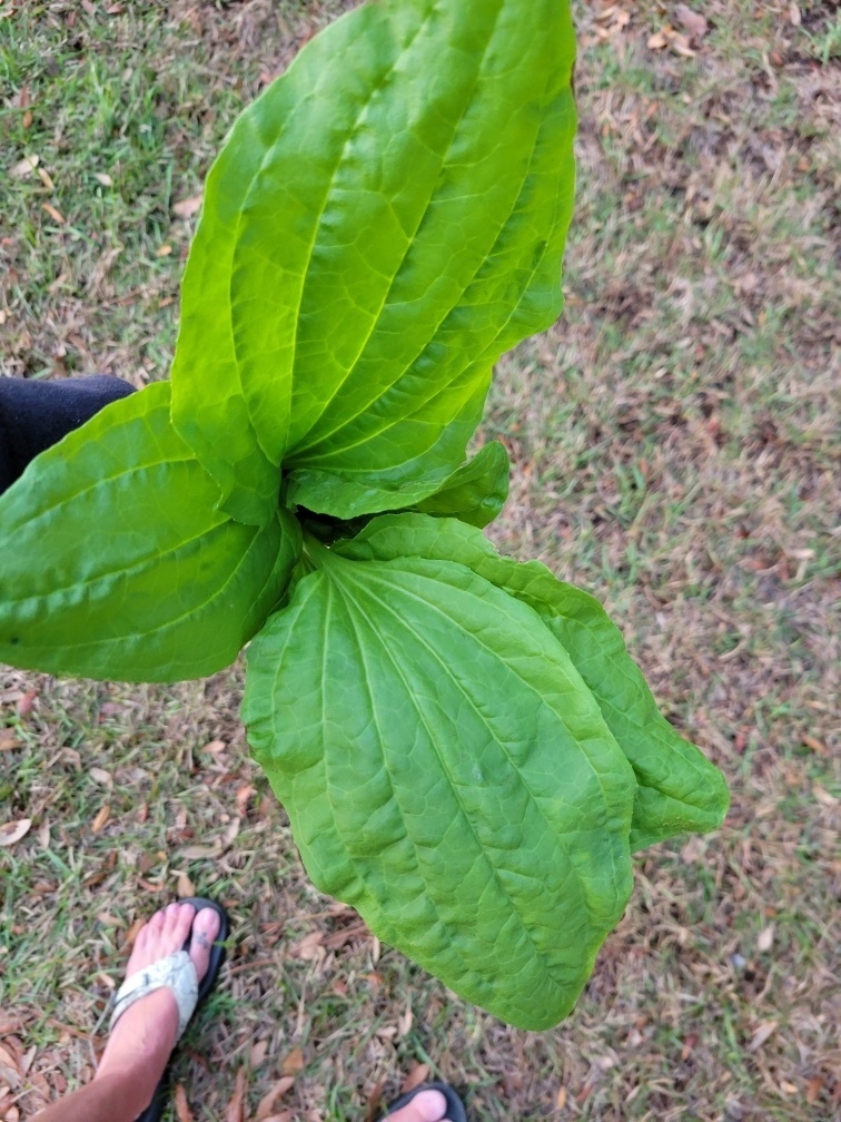 Plantago rugelii