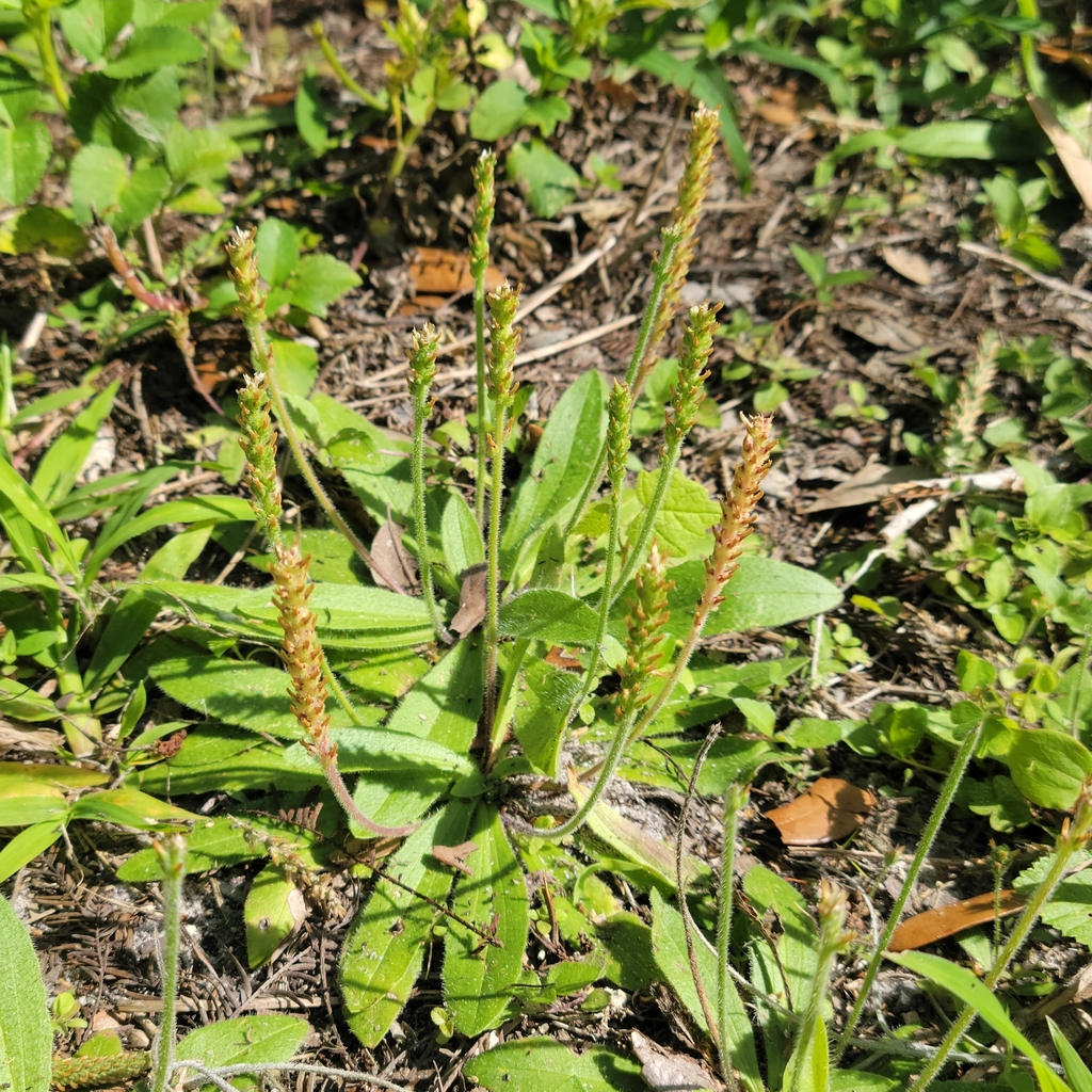 Plantago virginica