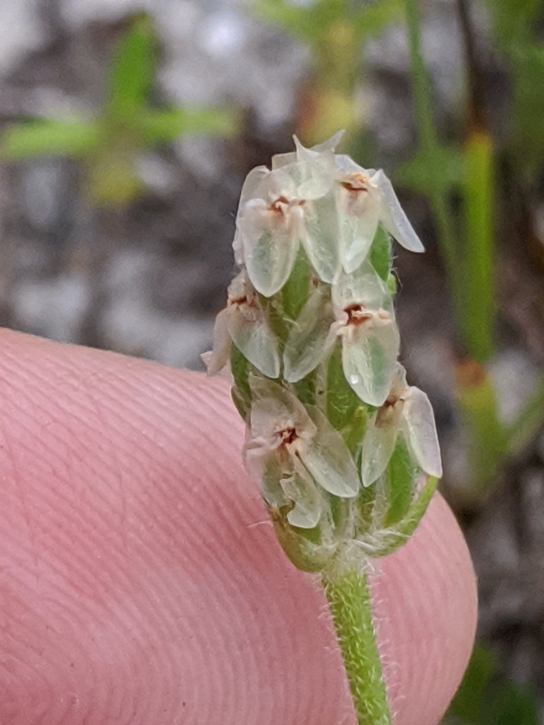Plantago wrightiana