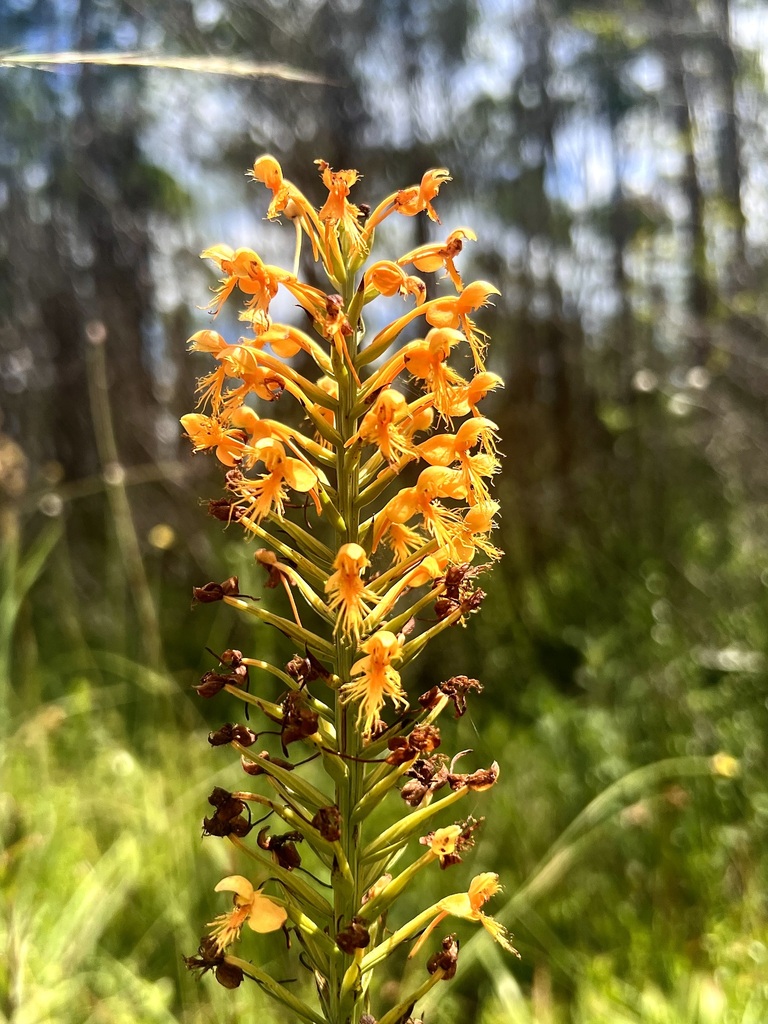 Platanthera chapmanii