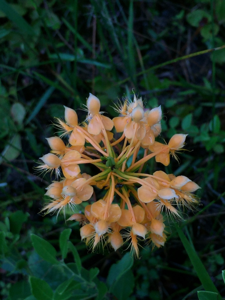 Platanthera ciliaris