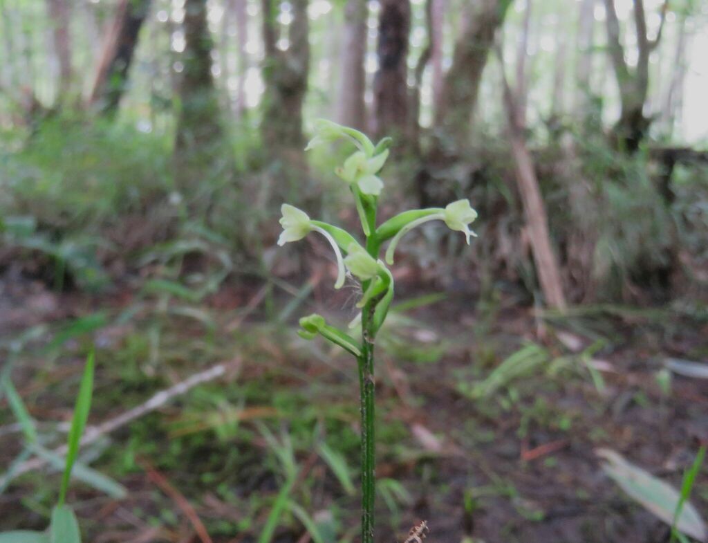 Platanthera clavellata