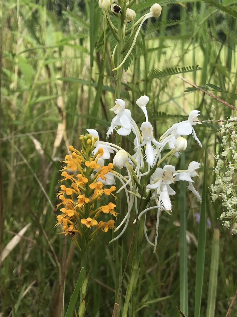 Platanthera cristata