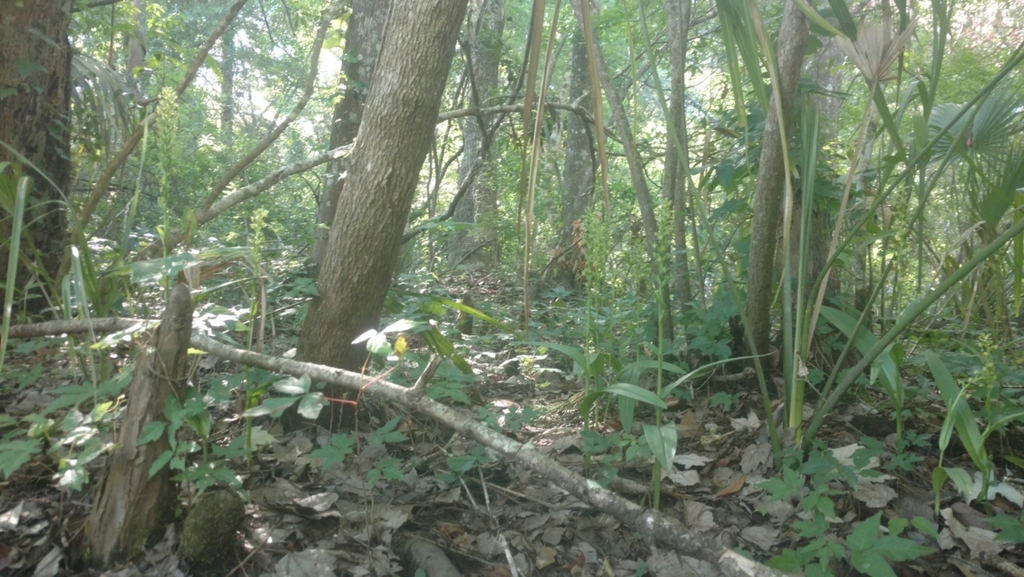 Platanthera flava