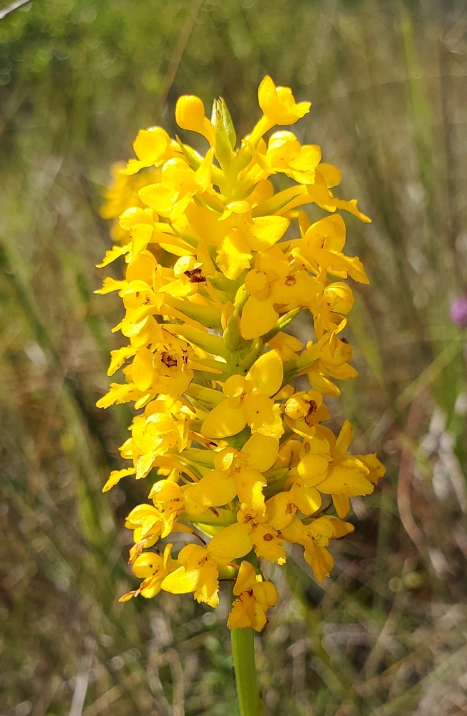 Platanthera integra