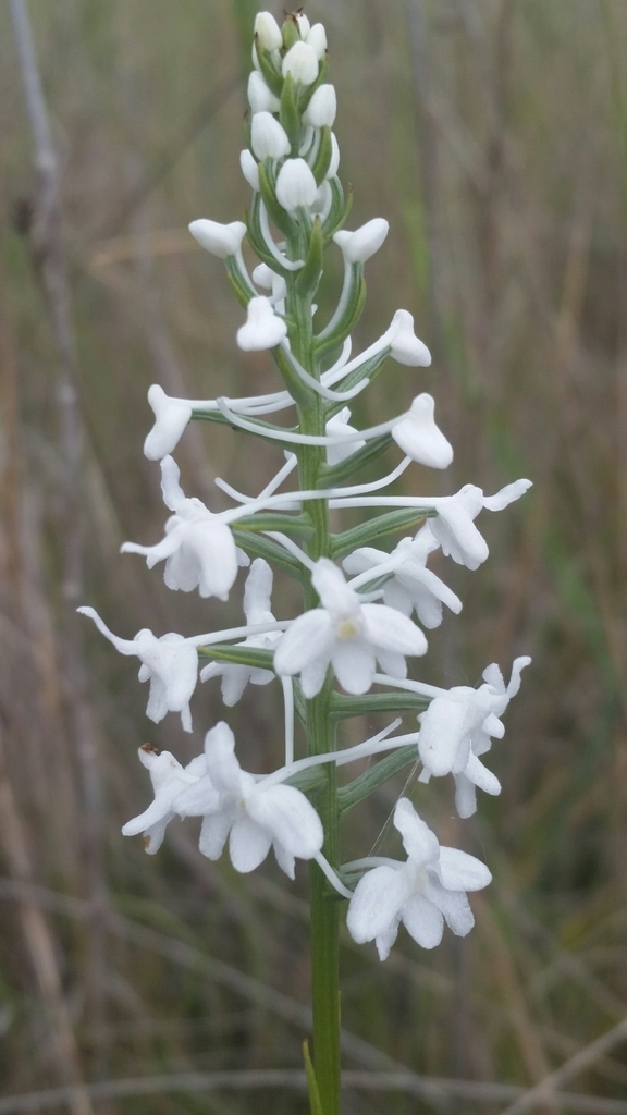 Platanthera nivea