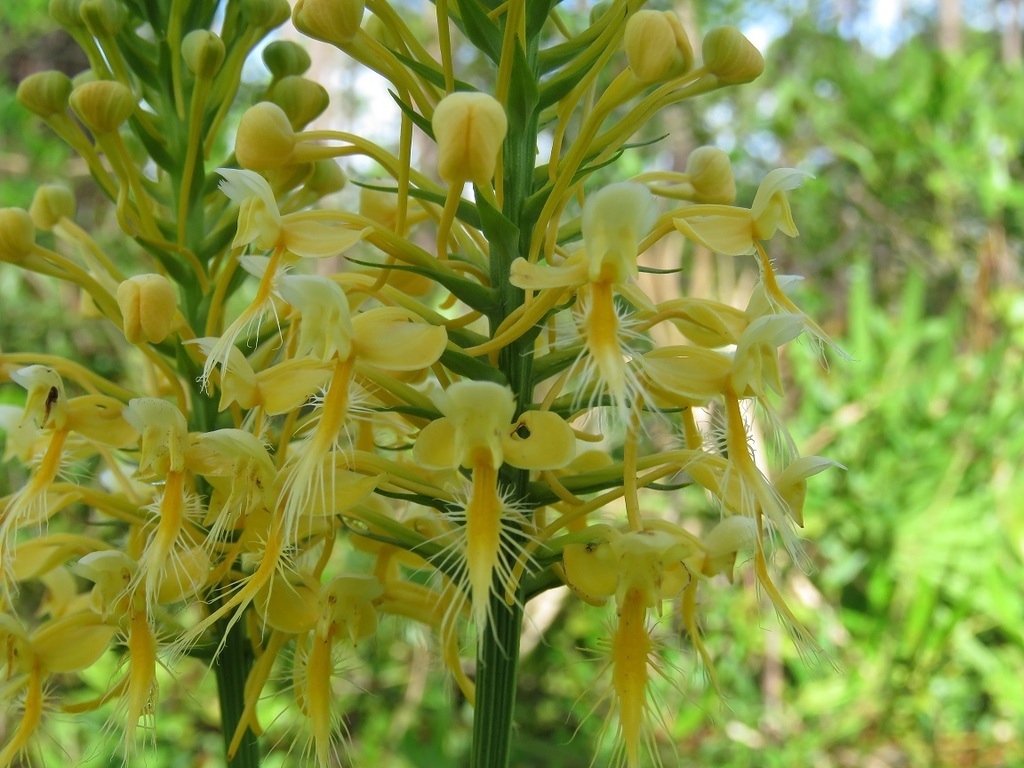 Platanthera x bicolor