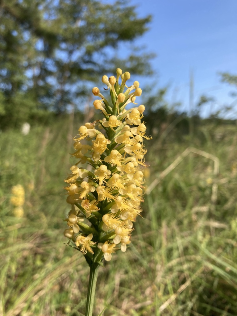 Platanthera x canbyi