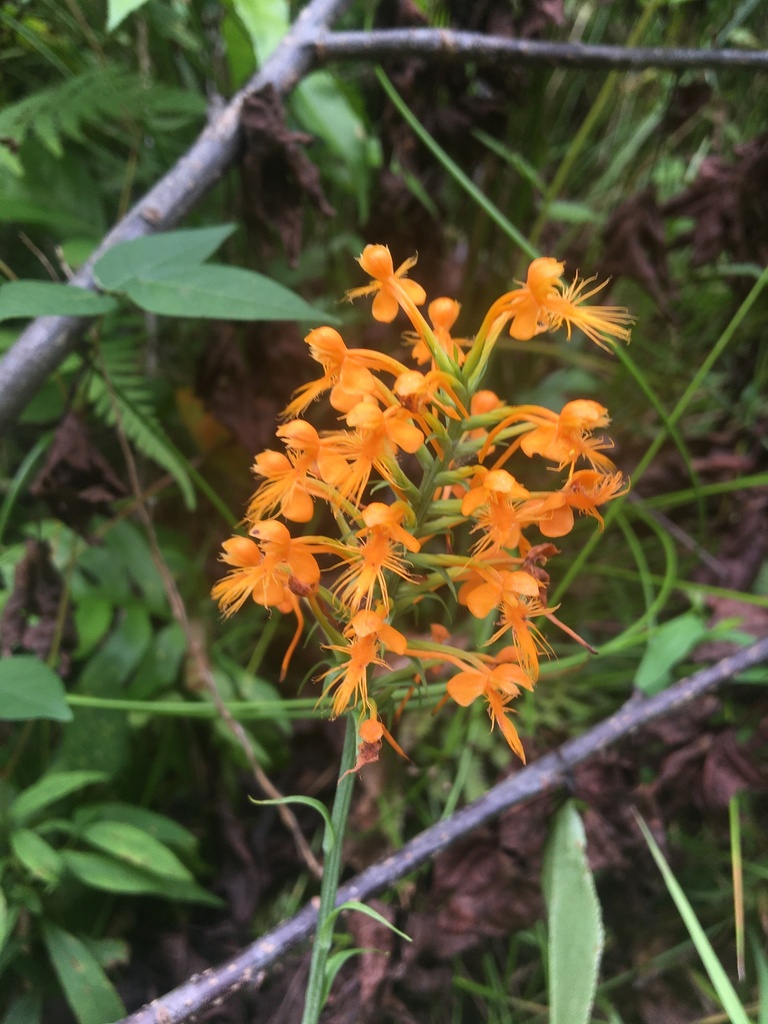 Platanthera x channellii