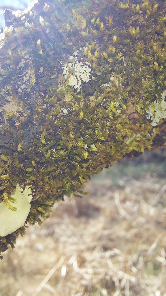 Platygyrium repens