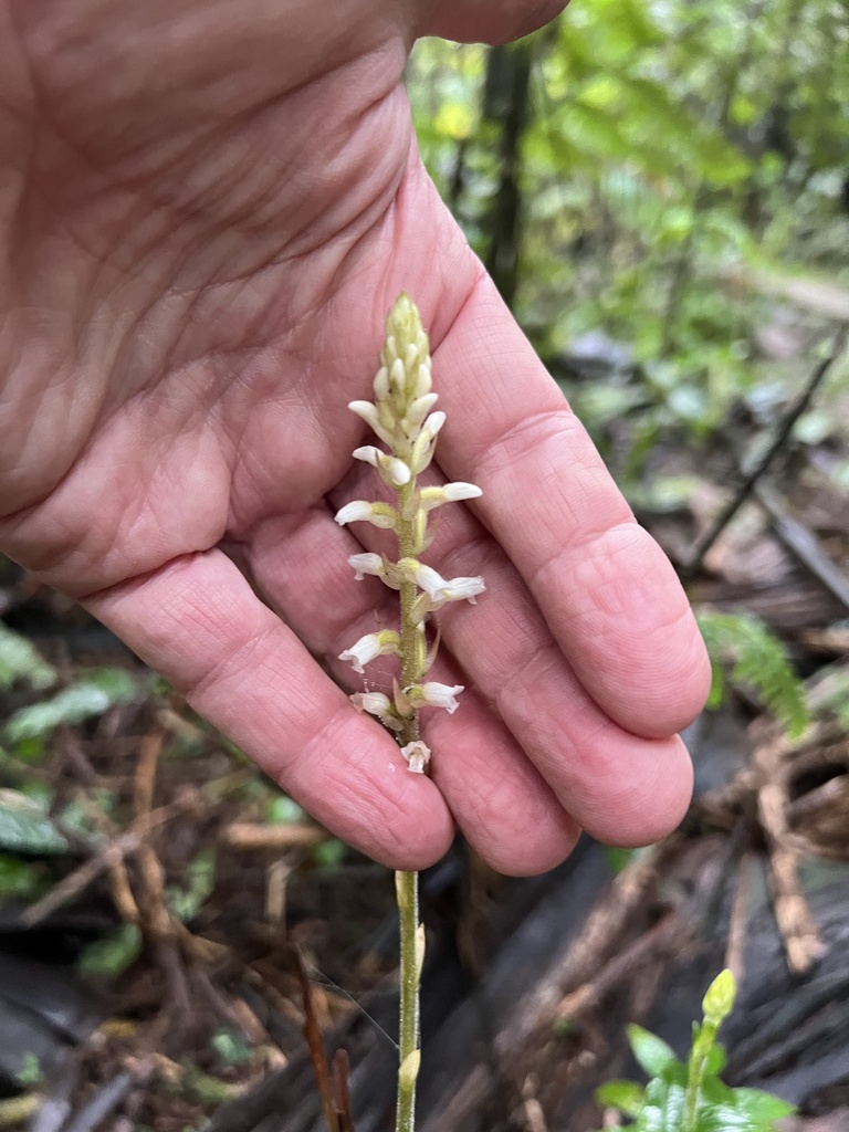 Platythelys latifolia
