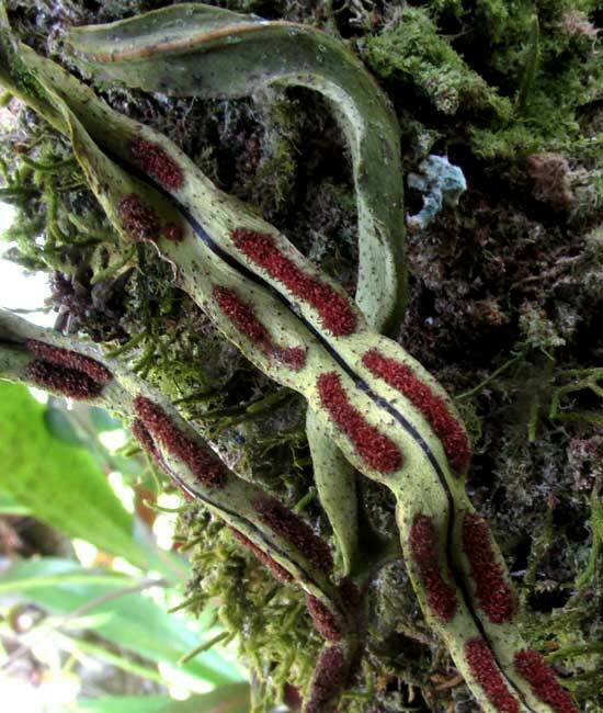 Pleopeltis astrolepis