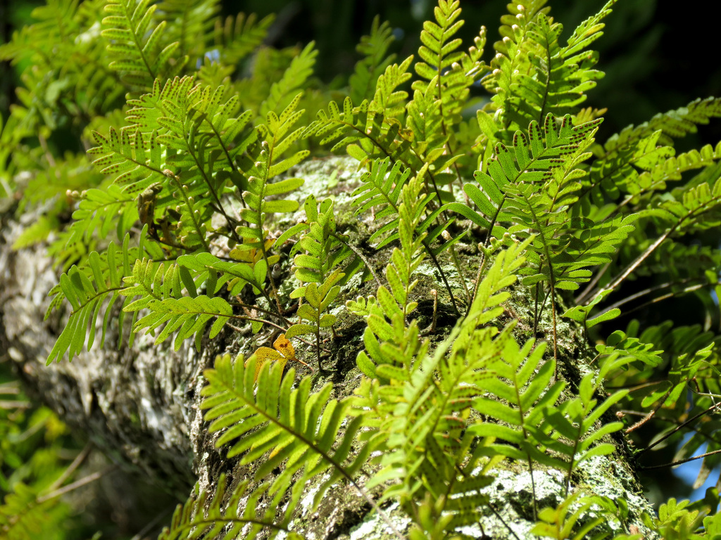 Pleopeltis michauxiana
