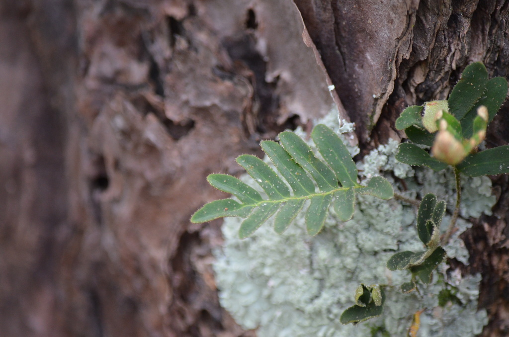 Pleopeltis polypodioides
