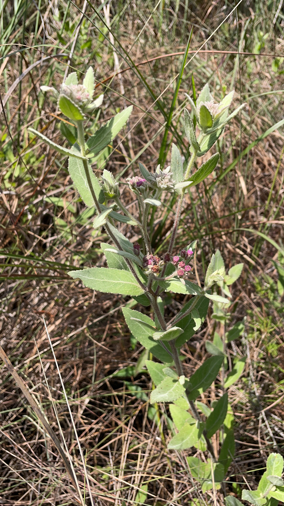 Pluchea baccharis
