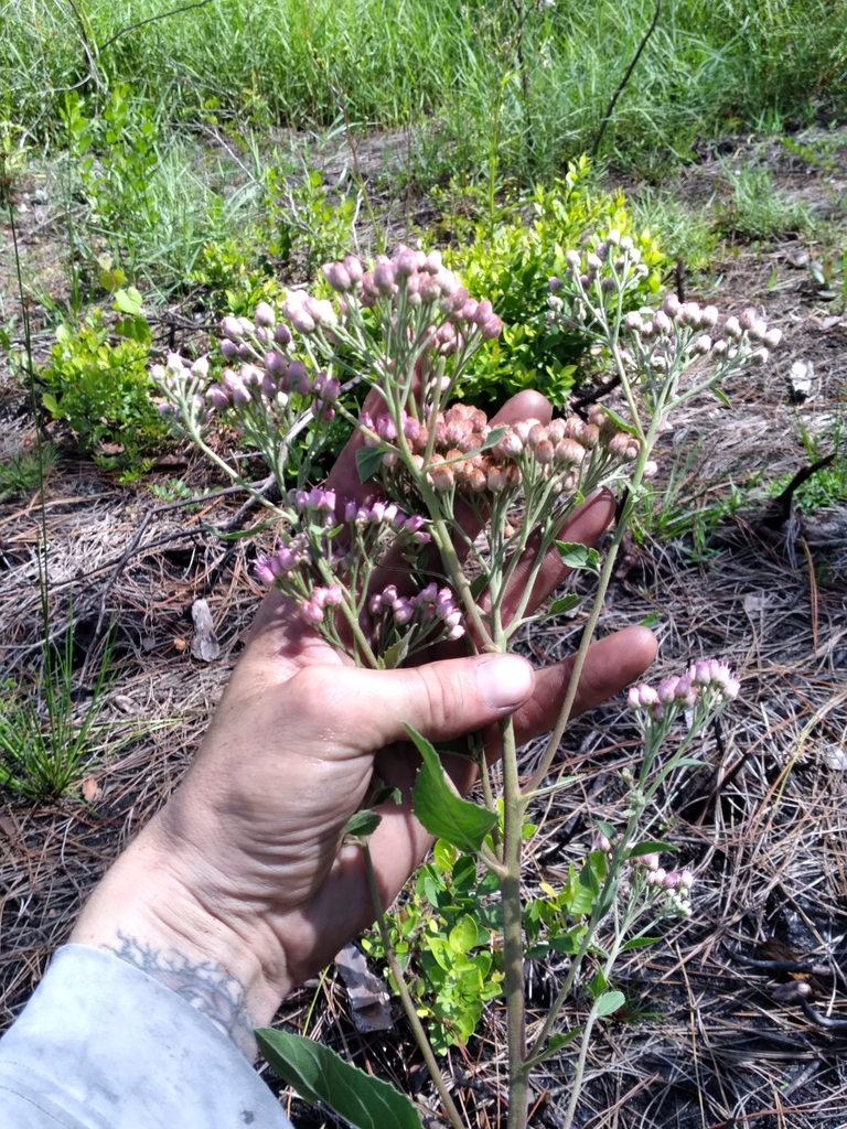 Pluchea camphorata