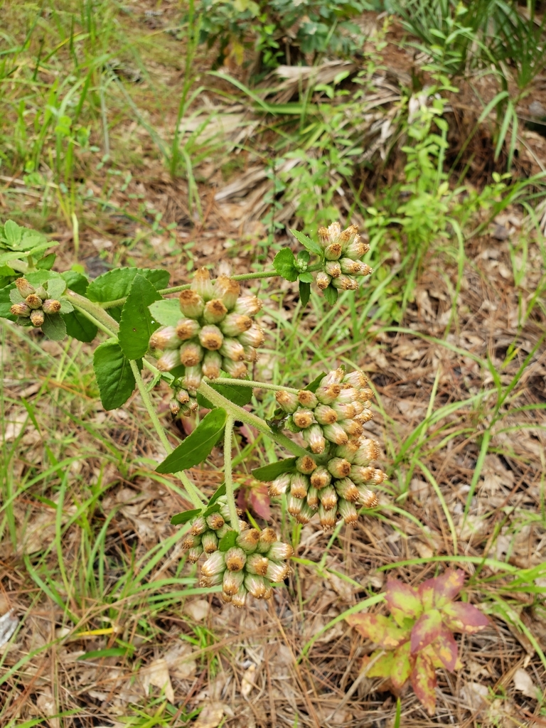 Pluchea foetida