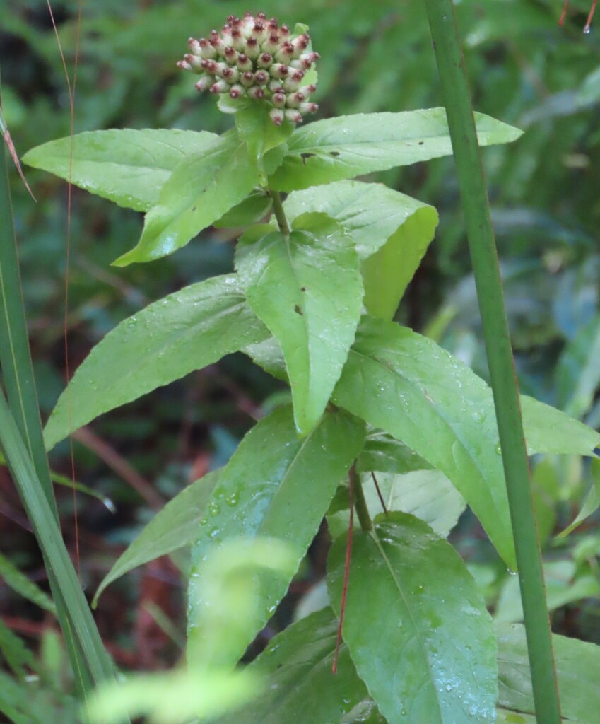 Pluchea longifolia