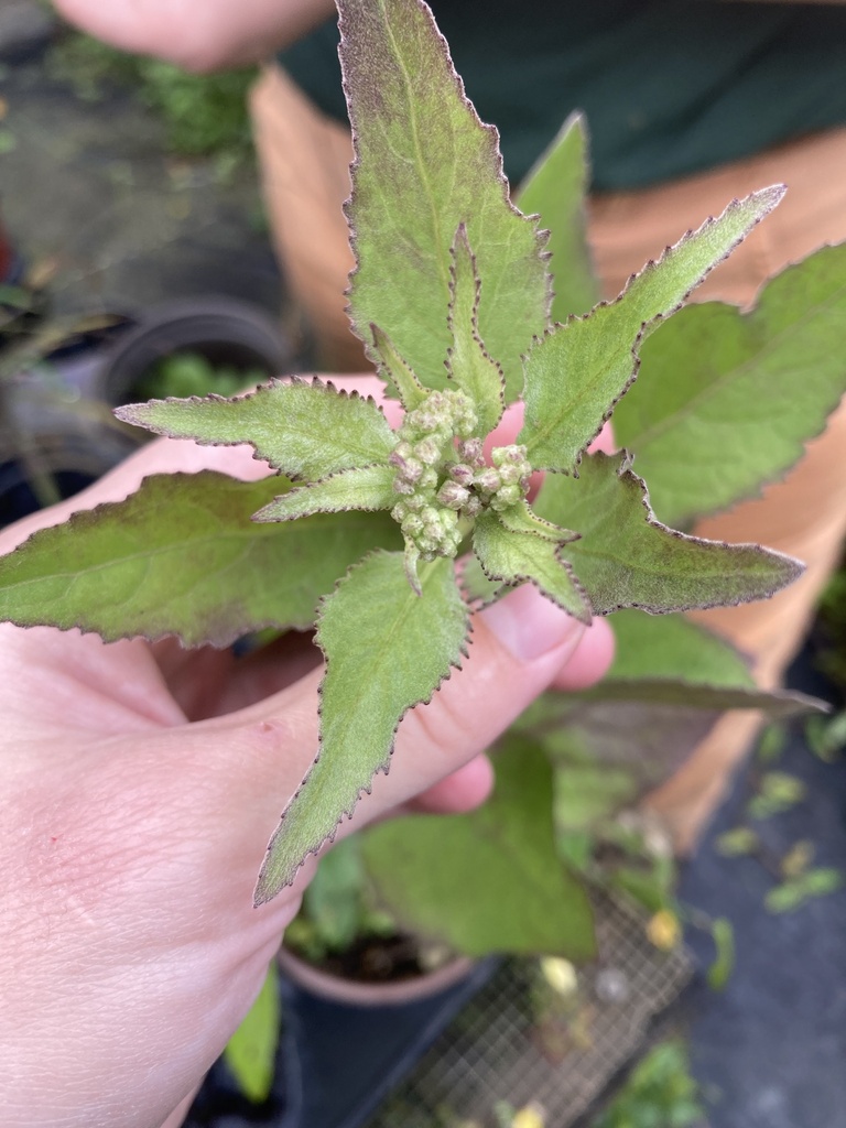 Pluchea odorata