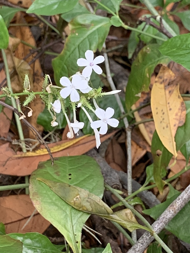 Plumbago zeylanica